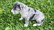 Dog alemão macho disponível