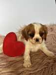 Suczka Cavalier King Charles Spaniel
