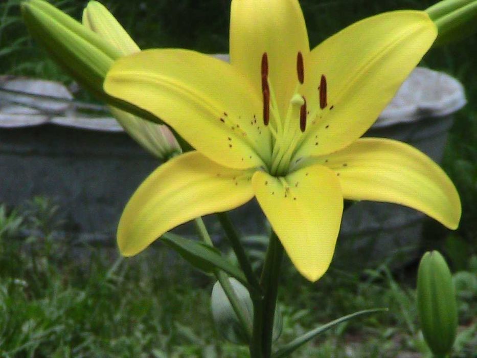 элитные лилии в саду