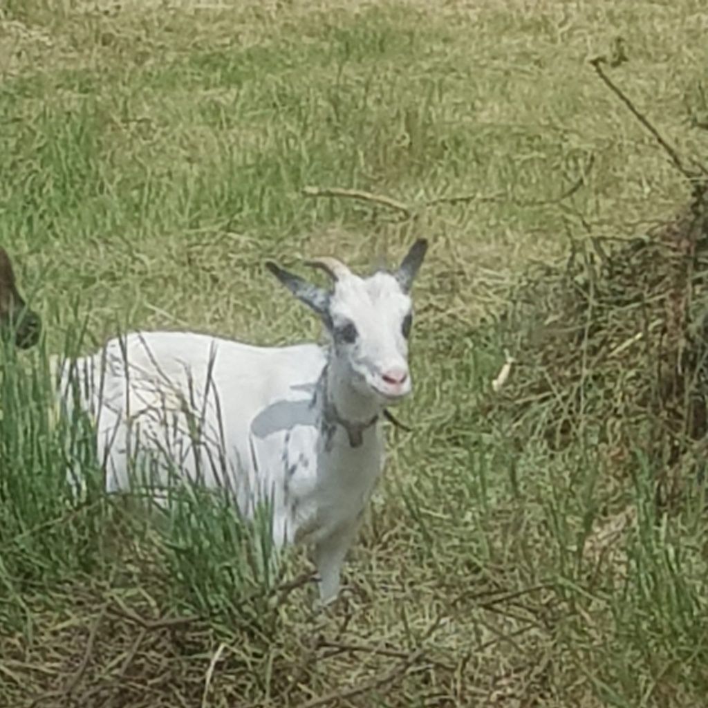 Animais Cabras Anas