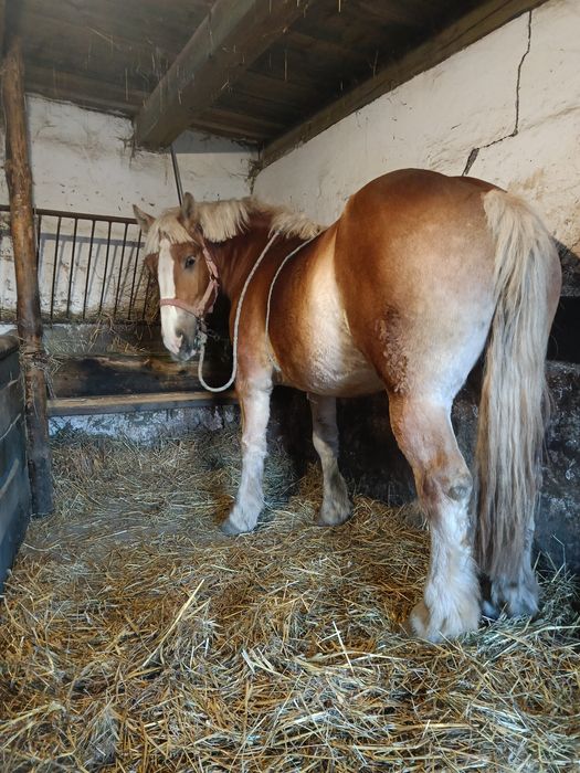 Klacz Sztumska, młoda.