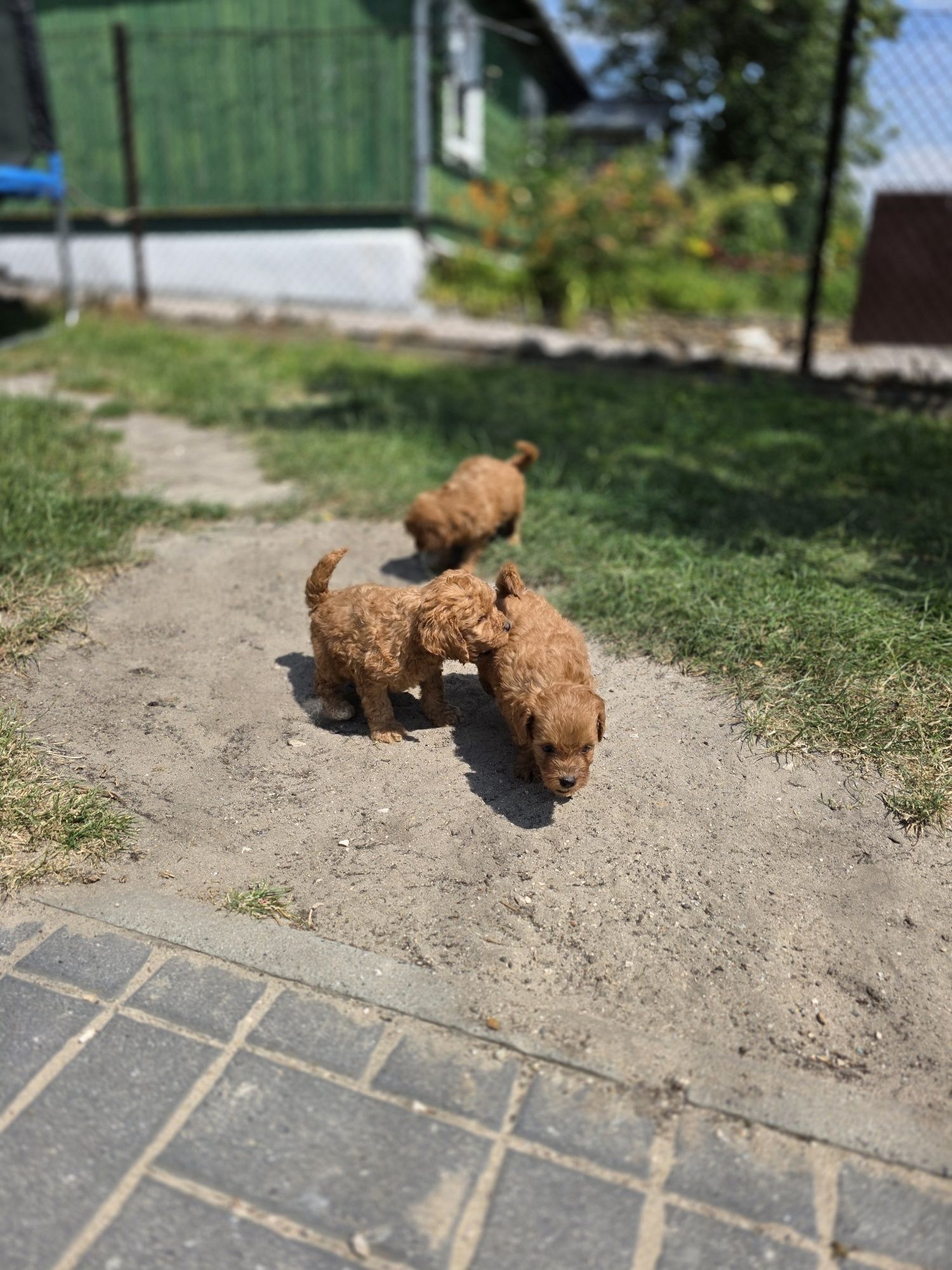 Goldendoodle piesek f1b mini