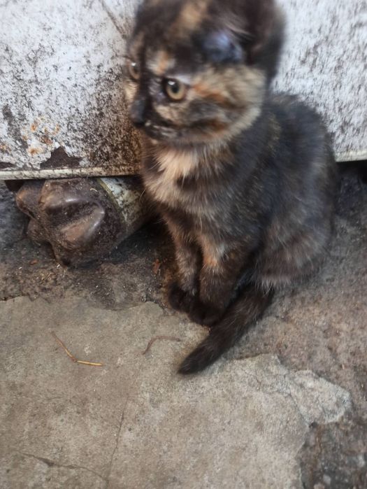 Кошенята дівчинки, домашні, ухожені.