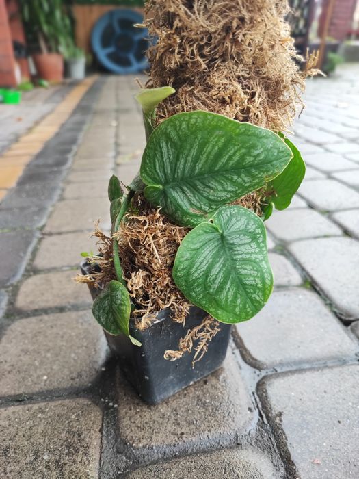 Monstera Dubia - rosnąca+palik gratis