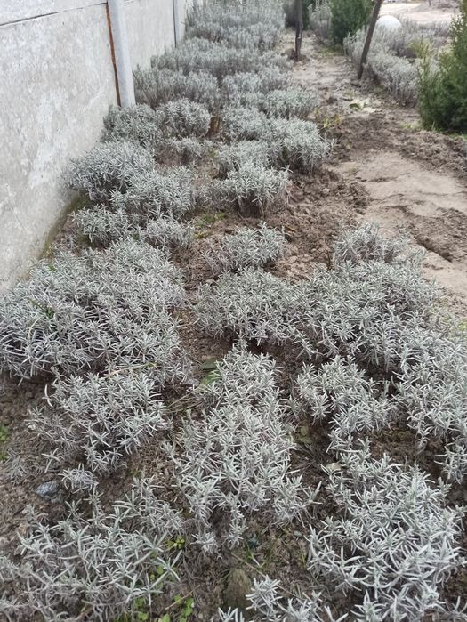 Лаванда_кусты лаванды_юкка