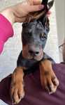 Doberman FCI samiec