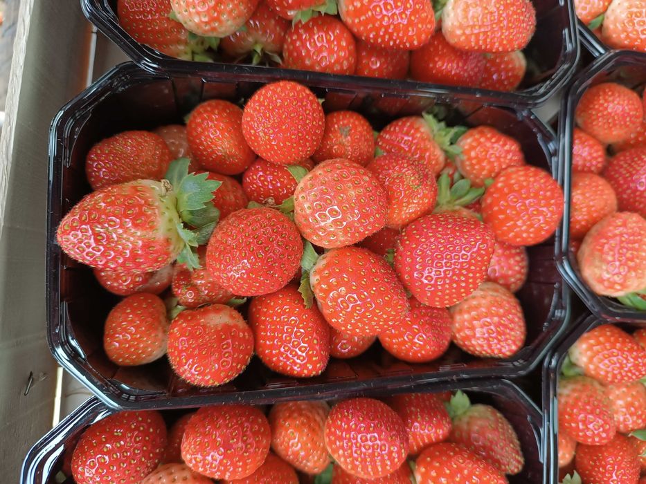 Sprzedaż Truskawki tunelowej