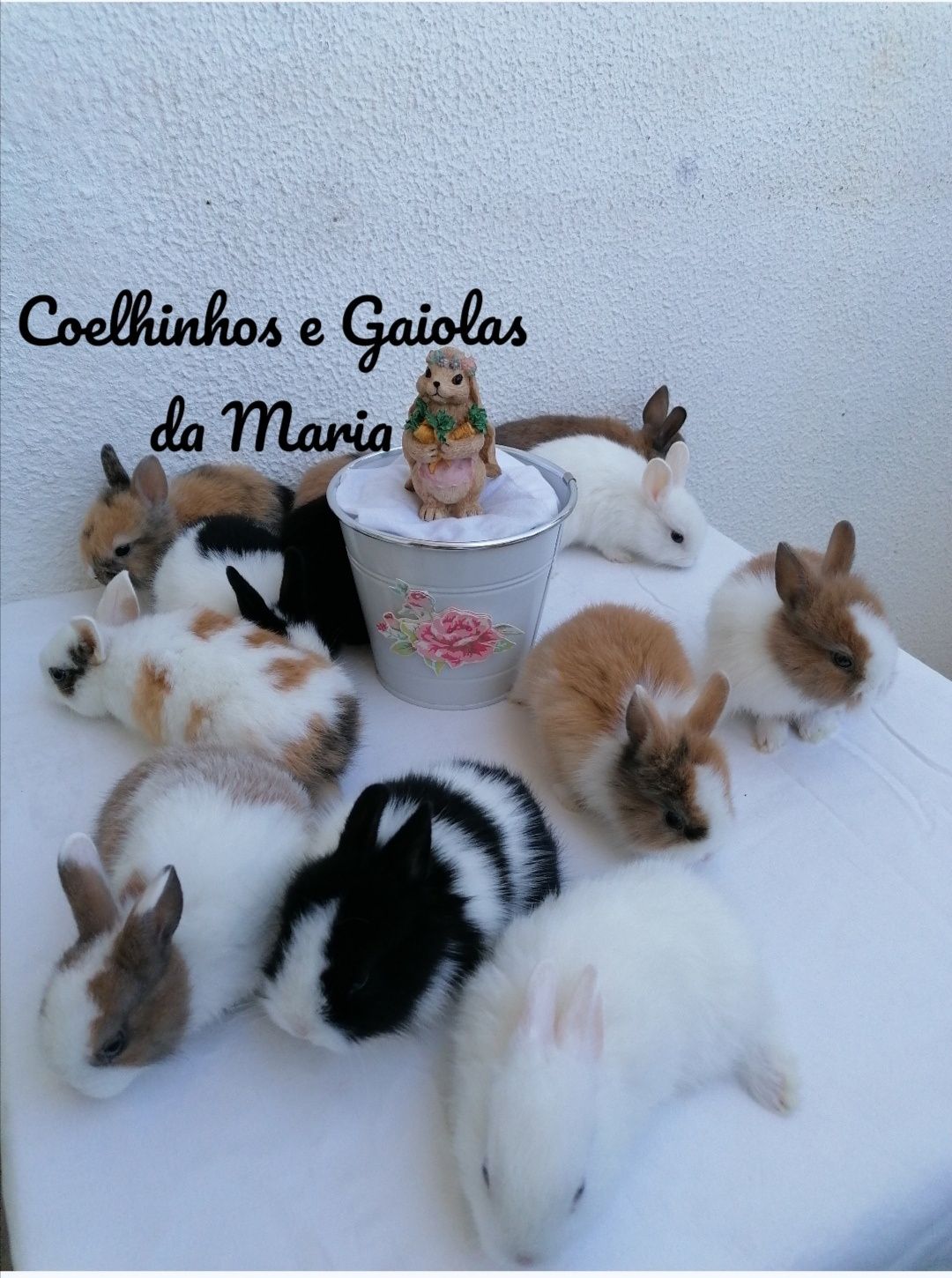 KIT Coelhos Bebés, Mini Toy, Holandês, Tedy, Ãngora e Mini Lop Belier