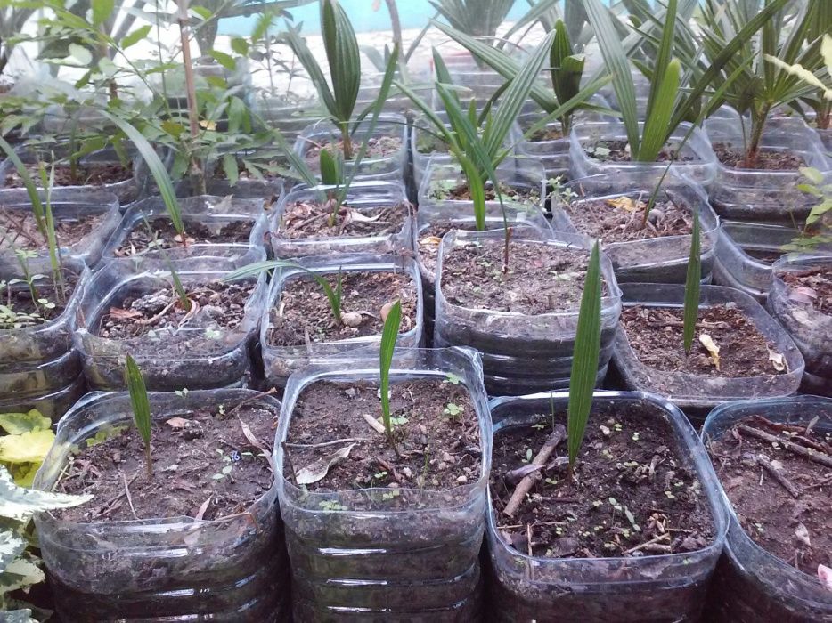 Palmeiras washingtonia robusta e sementes e de leque da europa