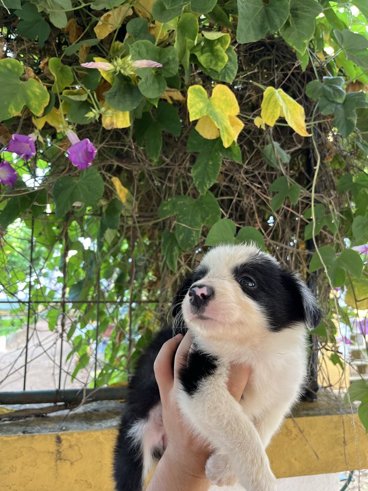 Border Collie (F)