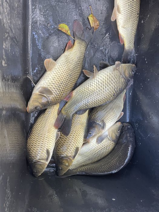 Karp kroczek pełnołuski