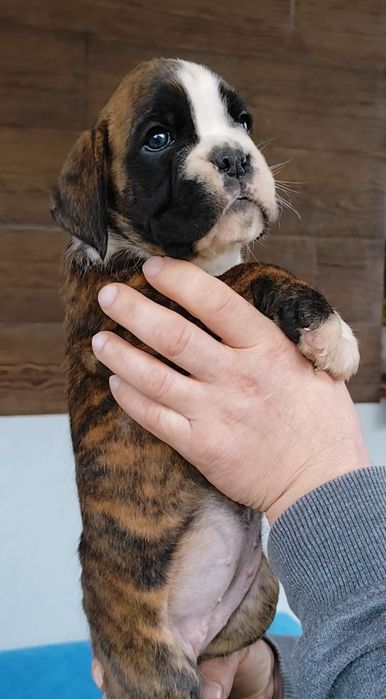 Bokser suczki gotowe do zmiany domu