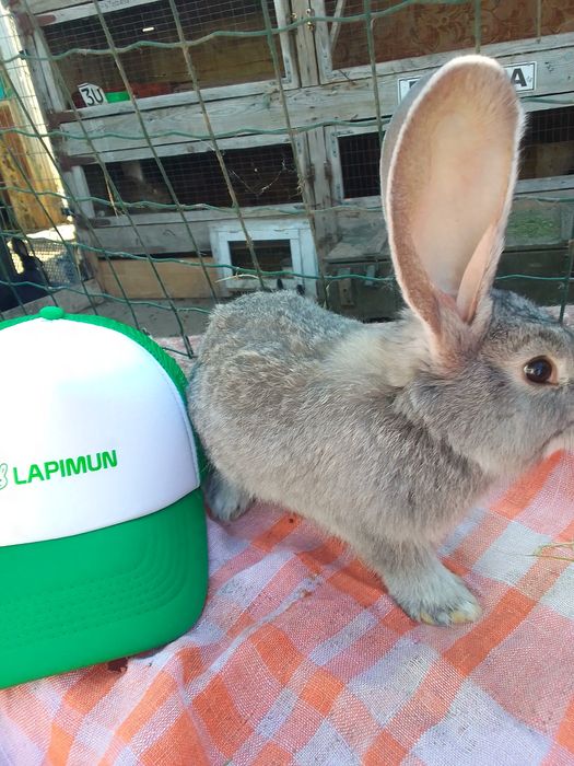 ...я Бельгійський Велетень місячний.