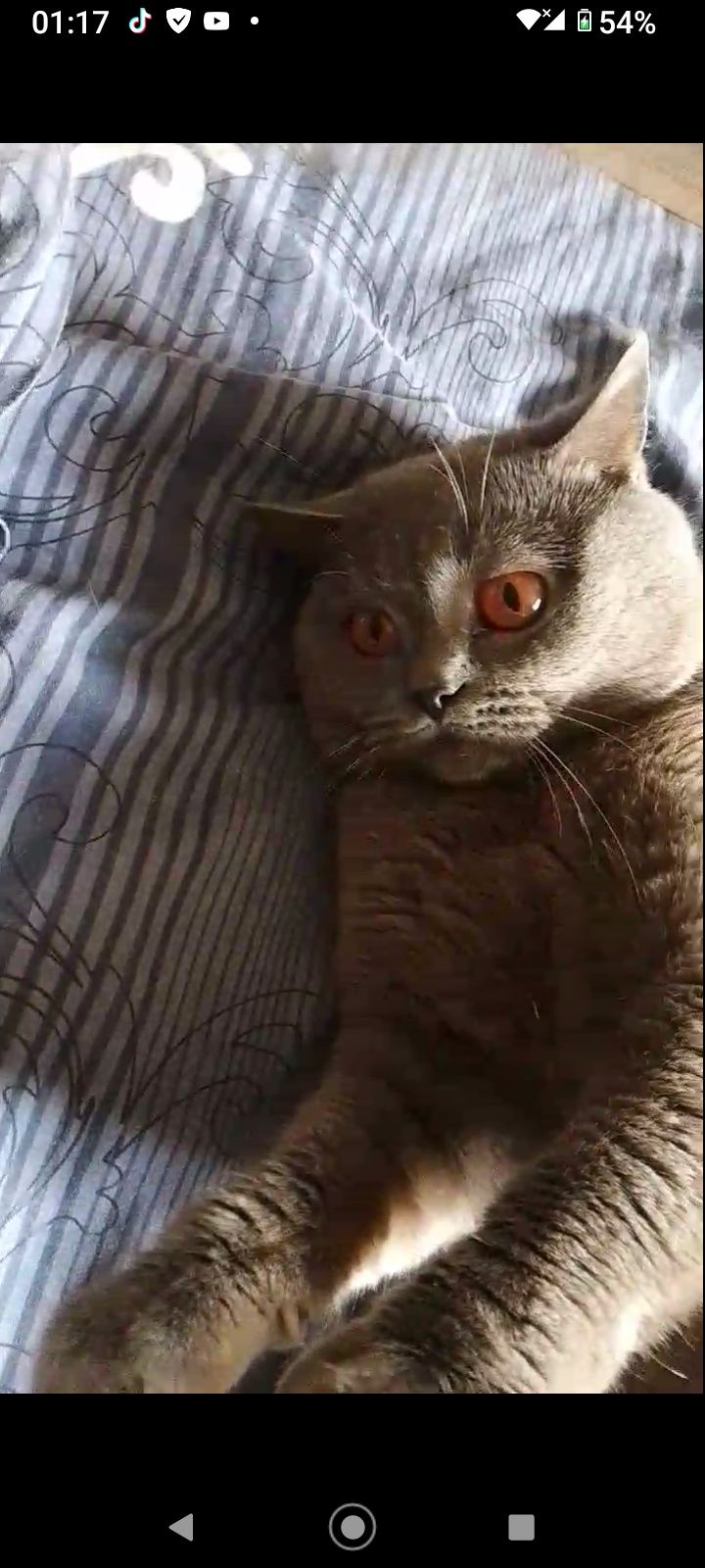 Котик британець в добрі руки