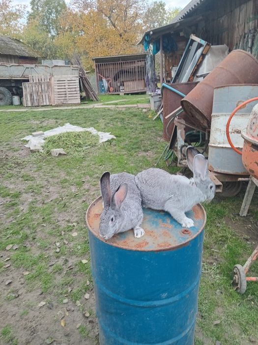 Кролі Шиншила. Мололі самці, самки