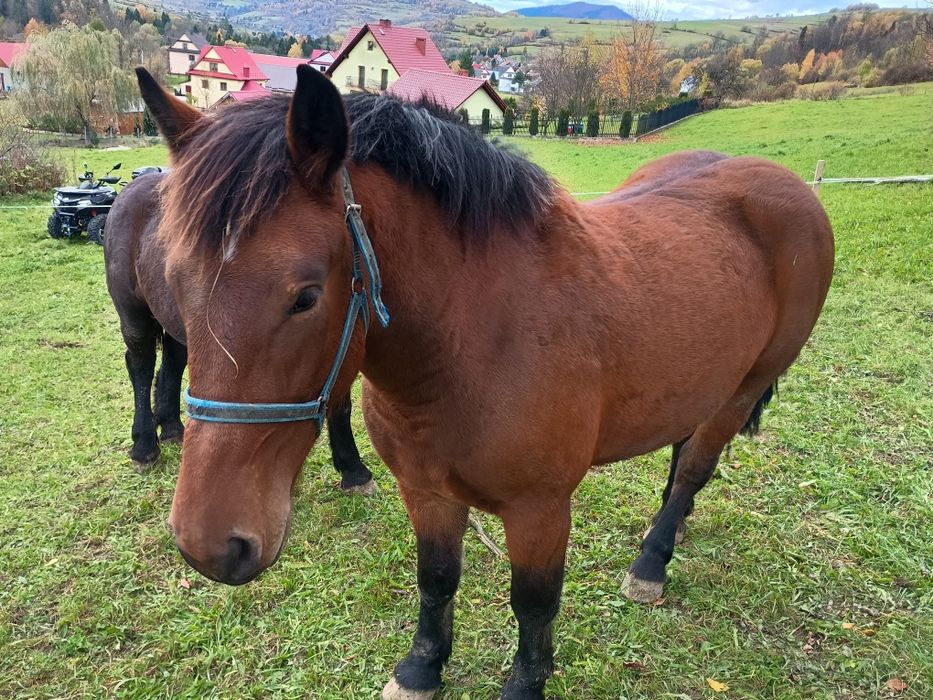 Sprzedam lub zamienię klacz na bydło