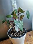 Filodendron Czerwieniejący Philodendron Erubescens Red Emerald