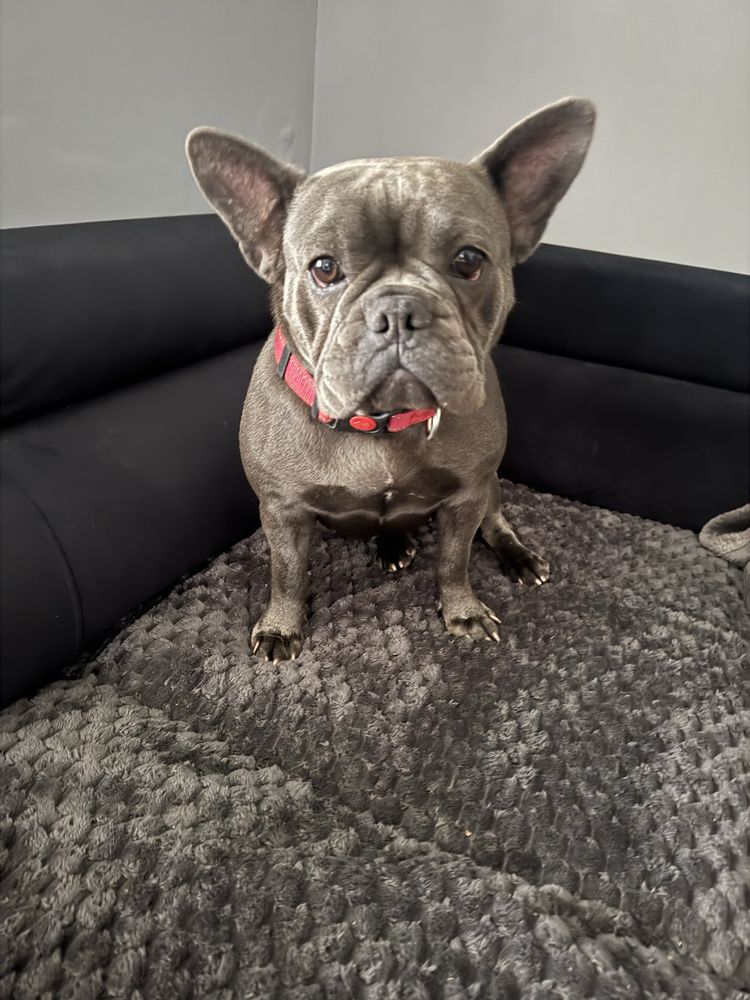 Buldog francuski miot A