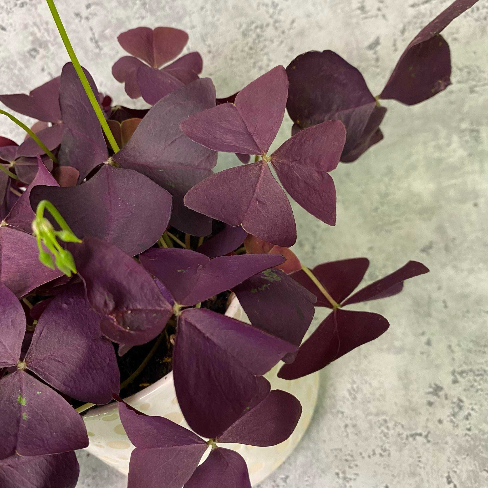 Oxalis  Mijke  -  Szczawik