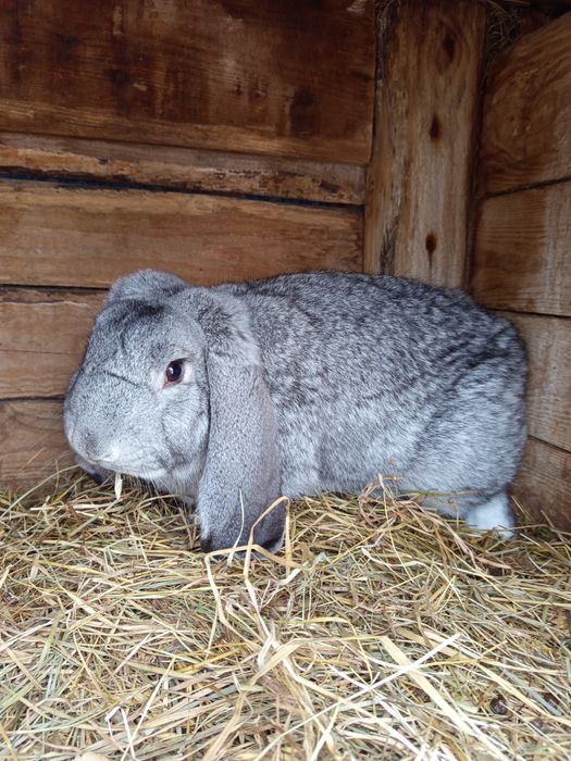 Samiec Baran Francuski