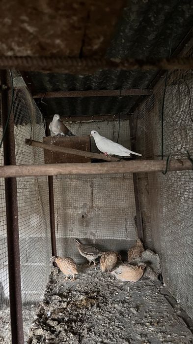 Paros pombos codornizes rolas