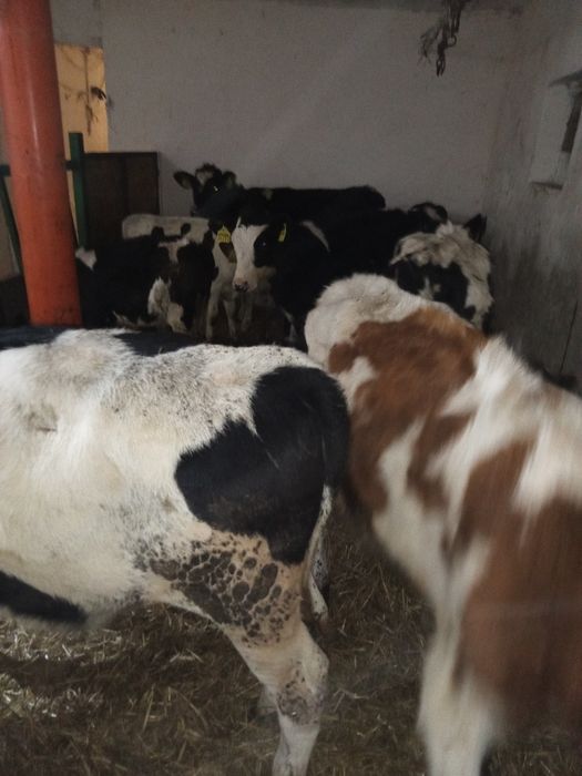 Sprzedam 14 zarlakow