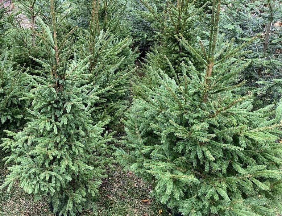 Ялинка у горщику жива