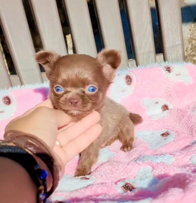 Chihuahua  de qualidade lop afixo