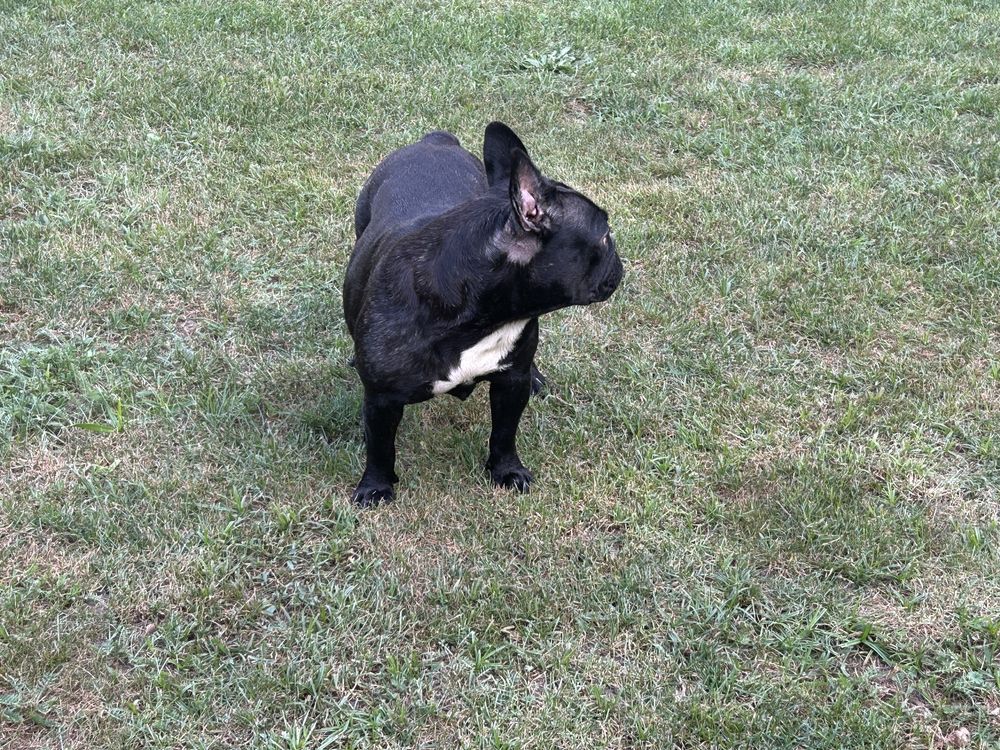 Suczka Buldog Francuski,
