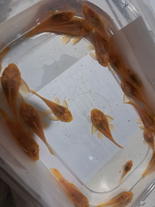 Pary Zbrojnik glonojad złoty Albino krótka płetwa