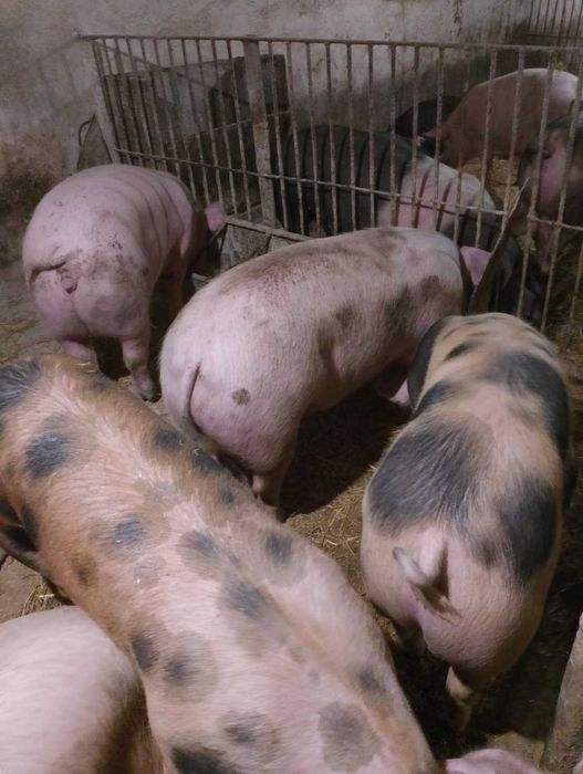 Продам свині живою вагою