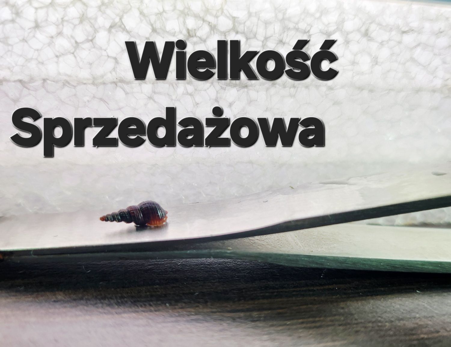 Ślimak Świderek Czarny