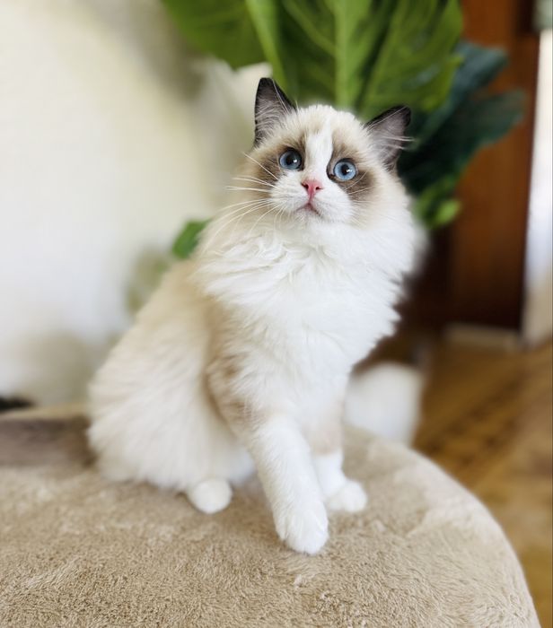 Ragdol dziewczynka rodowod Fpl