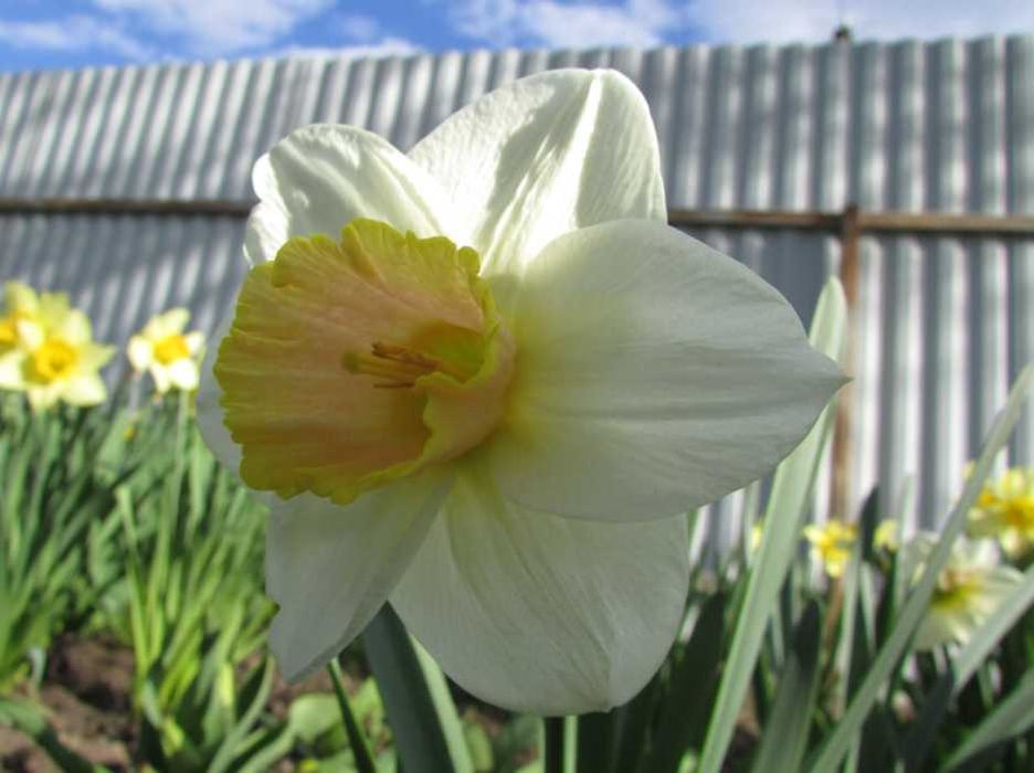 20+ шт!  Нарцисс. Нарцис. Цибулини нарцису. Луковицы нарцисса. Квіти.