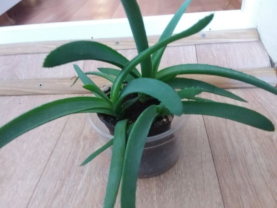 Алое  - вера, в ассортименте