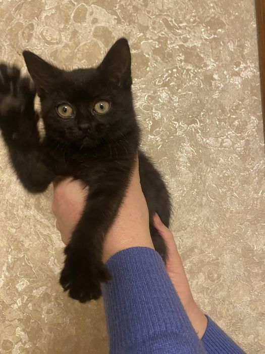 Віддам двох чорних кішок