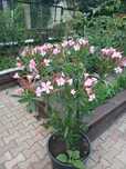 Oleander różowy wysoki150