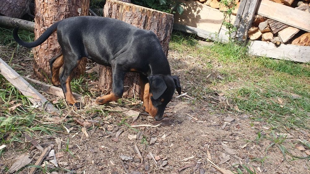 Suczka doberman gotowa do odbioru rodowód