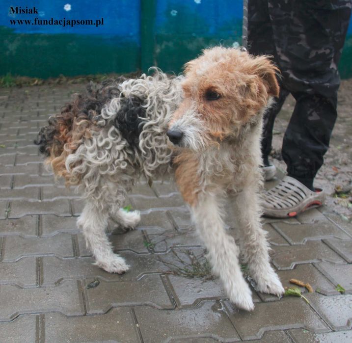 Misiak, super psiak szuka domku