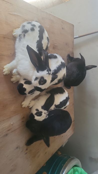 Sprzedam srokacze niemieckie