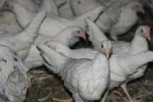 Kury Leghorn Młode Nioski
