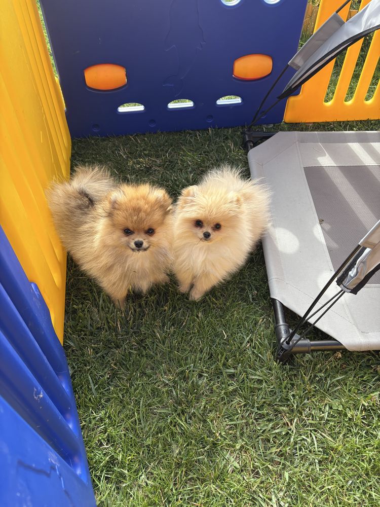 Szpic miniaturowy (Pomeranian)