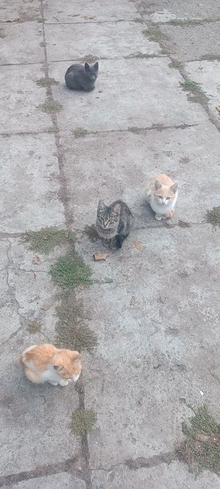 Кошенята котики котик кіт