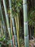 Canas da Índia (bambu)