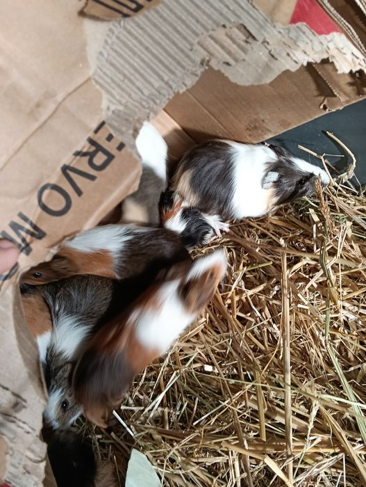 Sprzedam 3 miesięczne świnki morskie