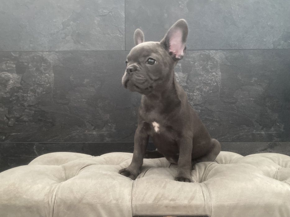 Раскошный французский бульдог, голубого окраса Киев,доставка по миру!