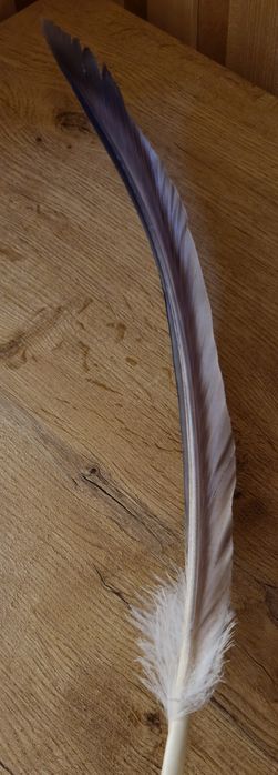 Piórko do kapelusza góralskiego