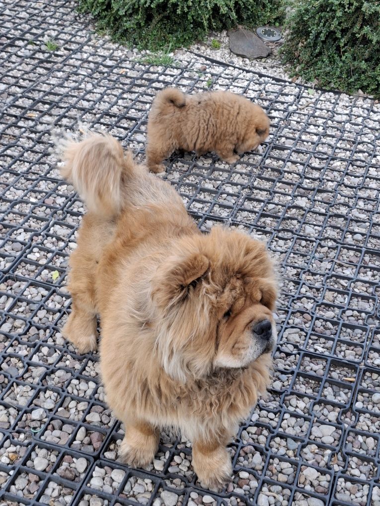 Chow chow szczeniak,gen blue.