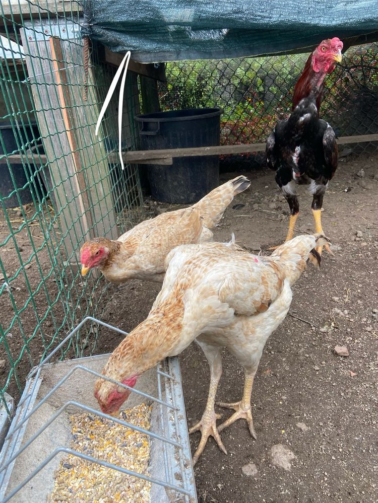 ovos de indio gigante