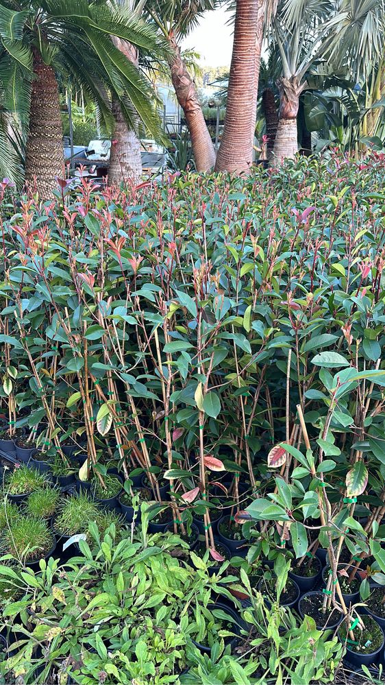 Photinia Red Robin / Carre Rouge -50CM - 100cm - 150cm